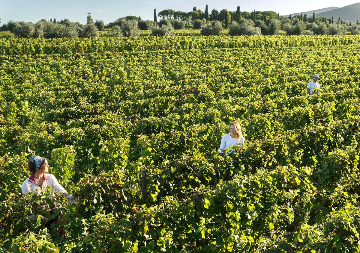 Tenuta dell'Ornellaia